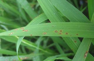 Hướng dẫn: Phòng trừ bệnh đạo ôn gây hại lúa Xuân 