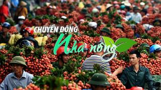 Chuyển động Nhà nông 5/7: Vải thiều Bắc Giang 2024 thắng lớn, lập kỷ lục về giá