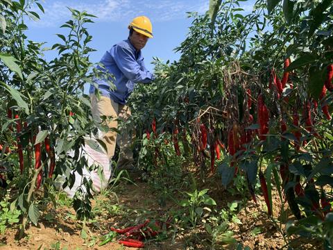 Xuất khẩu ớt vào thị trường Đài Loan cần tuân thủ quy định mới