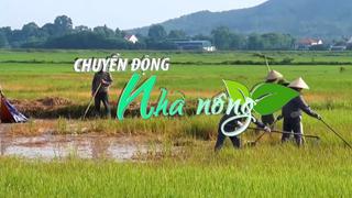 Chuyển động Nhà nông 6/7: Ruộng lúa nhiễm dầu, lúa chết hàng loạt ở Hà Tĩnh