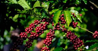 Cà phê Việt Nam chiếm 2,2% thị phần tại Singapore, vẫn còn nhiều tiềm năng 