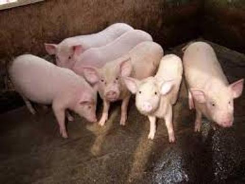 Giá thịt lợn tăng mạnh, nông dân rục rịch tái đàn 
