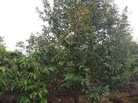 Nông dân tỉnh Đắk Lắk trồng xen canh cà phê và cây ăn quả, thu lợi nhuận tiền tỷ mỗi năm