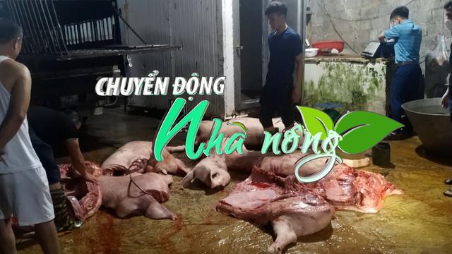 Chuyển động Nhà nông 8/4: Phát hiện hơn 1 tấn lợn mắc dịch tả lợn châu Phi chuẩn bị tuồn ra thị trường