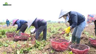 Giá khoai lang rớt “thê thảm”, nông dân Gia Lai điêu đứng