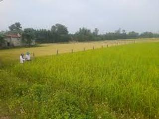 Phú Thọ: Cảnh giác khi mua lúa giống qua mạng