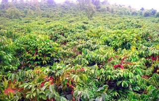 Sâu bệnh hại trên gần 700 ha sầu riêng, chè, cà phê tại tỉnh Lâm Đồng