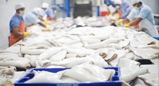 Xuất khẩu mực, bạch tuộc của Việt Nam giảm nhẹ, đâu là thị trường lớn nhất?
