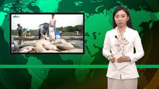 Bản tin Dân Việt Nóng 10/4: Cá lồng chết ở Hải Dương không bị bệnh, người dân kêu gọi giải cứu