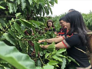 Mô hình độc đáo trong sản xuất cà phê và lúa gạo giúp giảm lượng phát thải khí nhà kính tại Việt Nam
