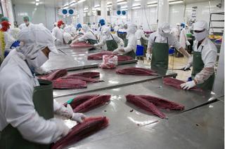 Xuất khẩu cá ngừ Việt Nam tăng trưởng tích cực, khẳng định vị thế trên thị trường quốc tế
