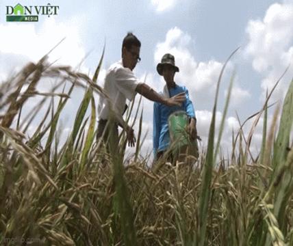 Người nông dân miền Tây sở hữu tới hơn 50 giống lúa chịu được hạn mặn loading=