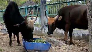 Đàn bò tót lai quý hiếm ở Ninh Thuận