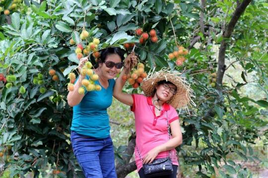Huyện Lai Vung: Vườn chôm chôm Ngọc Hoa nặng trĩu quả mở cửa đón khách tham quan