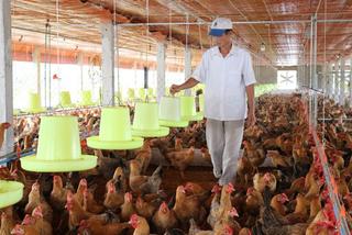 Tây Ninh hướng tới vùng chăn nuôi an toàn trước dịch bệnh: Khó mấy cũng phải làm