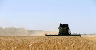 FAO dự báo tăng sản lượng ngũ cốc thế giới niên vụ 2023/2024