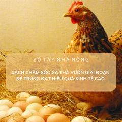 SỔ TAY NHÀ NÔNG: Cách chăm sóc gà thả vườn giai đoạn đẻ trứng 
