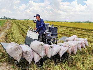 Hướng dẫn: Chủ động thu hoạch lúa Xuân để đảm bảo năng suất mùa vụ 