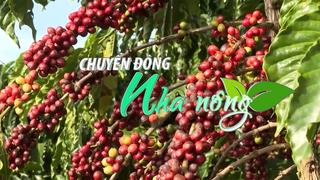 Chuyển động Nhà nông 15/3: Sản lượng cà phê niên vụ 2024 của Việt Nam xuống thấp nhất trong 4 năm