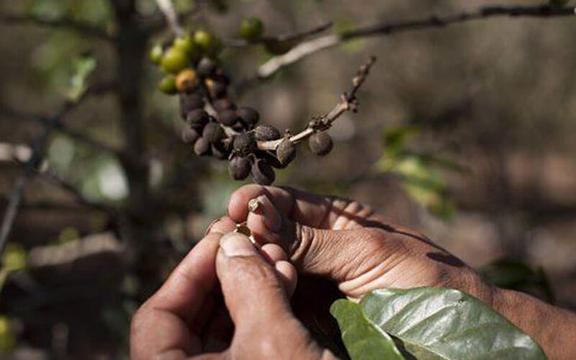 Độc đáo phương pháp gắn cảm biến trên cây cà phê để nhận biết tác động của biến đổi khí hậu ở Tanzania loading=