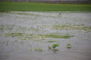 Hướng dẫn: Chủ động khơi thông dòng chảy, bảo vệ lúa và rau màu khỏi ngập úng khi mưa lớn
