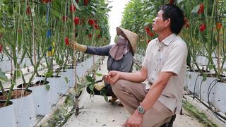 Liên kết trồng ớt chuông baby, người dân Lâm Đồng thu hàng trăm triệu mỗi năm