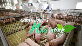 Chuyển động Nhà nông 16/7: Nguy cơ thiếu nguồn cung thịt lợn do dịch tả lợn châu Phi lan rộng
