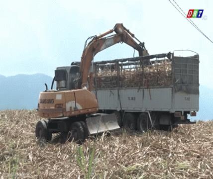 Người trồng mía ở Đắk Lắk đứng trước nguy cơ chịu thiệt hại nặng nề