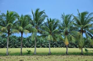 Cây dừa mang lại giá trị kinh tế lớn thế nào cho người nông dân Việt Nam?