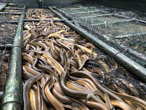 Hướng dẫn: Những điều cần biết khi nuôi lươn không bùn 