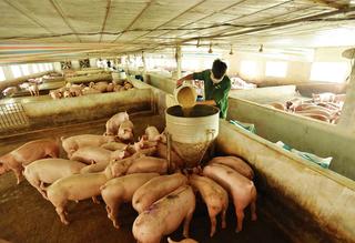 Hải Phòng: Đẩy mạnh phòng, chống dịch tả lợn Châu Phi 