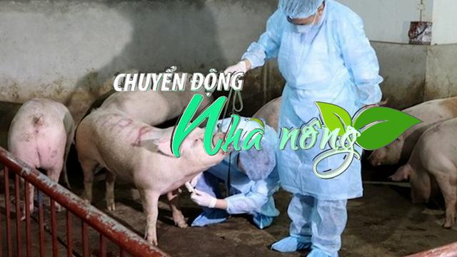 Chuyển động Nhà nông 18/4: Cảnh báo đã có ổ dịch ASF trên lợn tại Quảng Nam