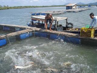 Hướng dẫn: Chủ động các biện pháp bảo vệ đàn cá lồng trong giai đoạn chuyển mùa 