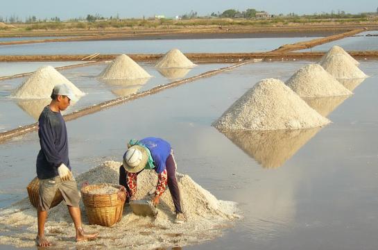 Nhiều giải pháp tháo gỡ khó khăn cho nghề làm muối của tỉnh Bạc Liêu