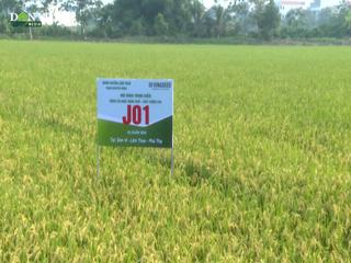 Nông dân phấn khởi vì cấy giống lúa Japonica J01 vừa cho năng suất lại không lo đầu ra