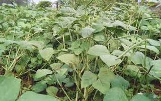 Hướng dẫn: Một số lưu ý khi trồng đậu đen 