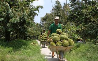 Nông dân Tân Thượng phấn khởi thu hoạch sầu riêng