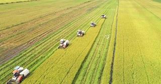Triển khai đề án 1 triệu héc-ta chuyên canh lúa chất lượng cao, phát thải thấp ở Kiên Giang