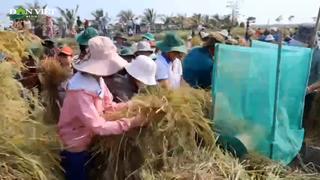 Hàng trăm học sinh hào hứng trải nghiệm làm nông dân ngày mùa thu hoạch ở vựa lúa Quảng Ngãi