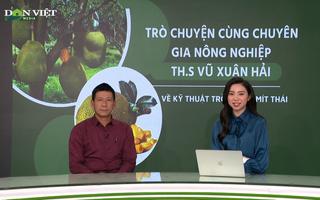 GÓC CHUYÊN GIA: Cách xử lý tình trạng mít Thái bị rụng trái giai đoạn ra hoa đậu quả 