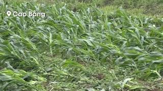 9 người thương vong và hàng nghìn ha lúa, hoa màu bị thiệt hại do mưa kèm theo dông, lốc tại Bắc Bộ