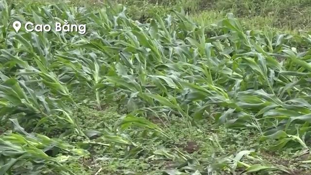 9 người thương vong và hàng nghìn ha lúa, hoa màu bị thiệt hại do mưa kèm theo dông, lốc tại Bắc Bộ