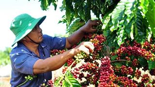 Đắk Lắk: Giá cà phê đạt mức kỷ lục, người nông dân háo hức chuẩn bị vào mùa mới