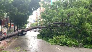 Clip: Cây xanh ngã đổ la liệt giữa đường ở Hạ Long sau bão số 2