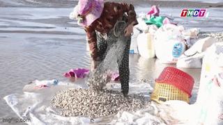 Xuất khẩu nghêu, sò sang Trung Quốc tăng 119 lần so với cùng kỳ năm ngoái