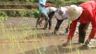 Nông dân Sơn La tập trung chăm sóc trên 12.900ha lúa Đông Xuân