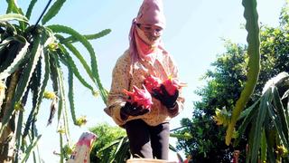 Nông dân Thuận Châu (Sơn La) háo hức thu hoạch thanh long ruột đỏ