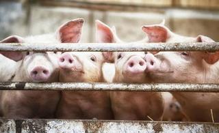 Lô hàng thịt lợn đầu tiên của Nga đến Trung Quốc