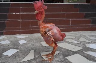 Chú gà "không lông" đặc biệt, thu hút hàng trăm người xem, tại tỉnh Hậu Giang