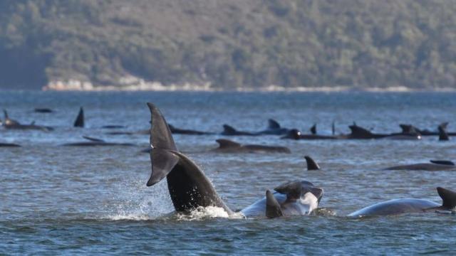 Hiện tượng dị thường: Hàng trăm cá voi mắc cạn ở Australia loading=